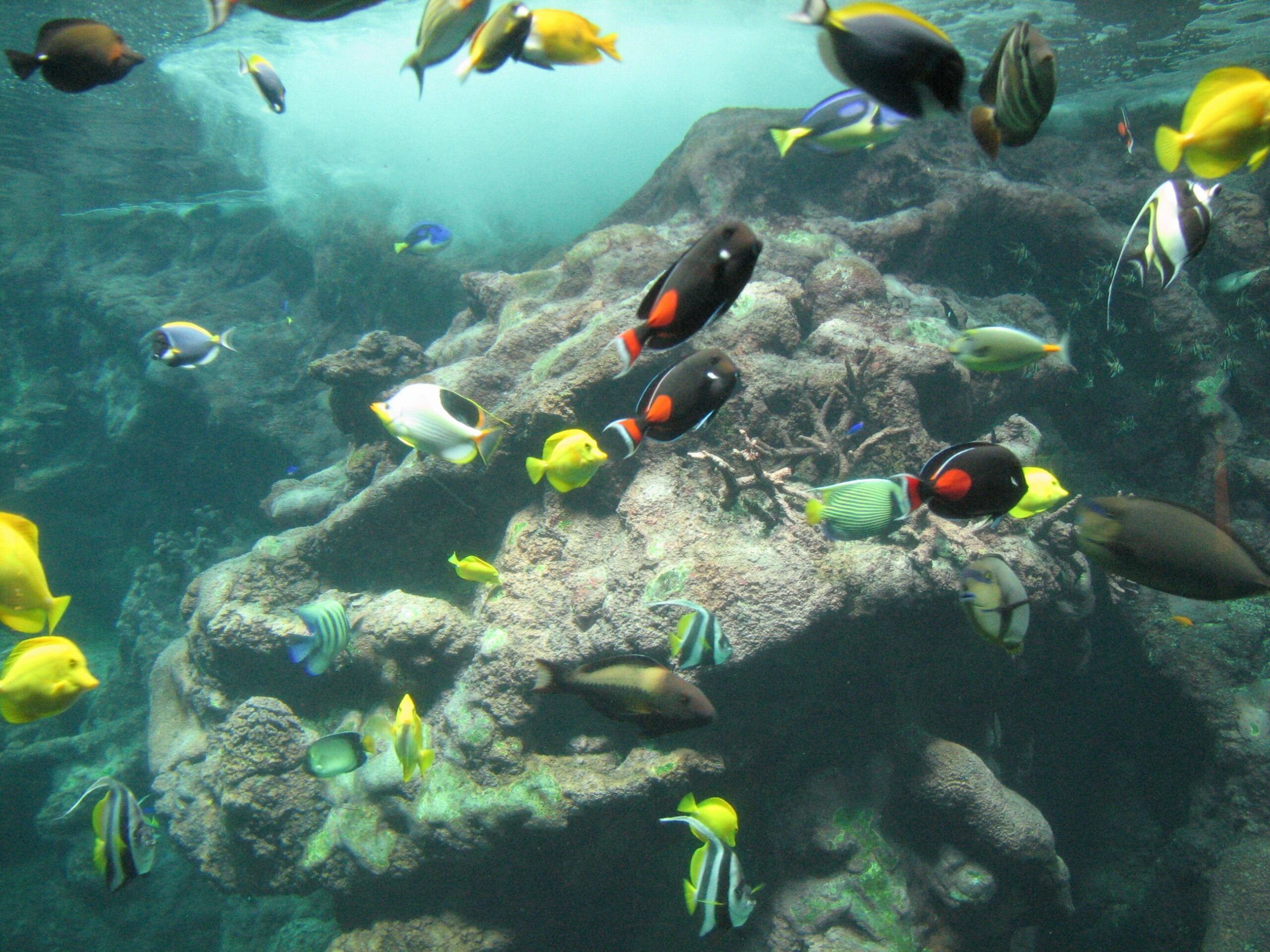 Wie viel Arbeit ist ein Meerwasseraquarium